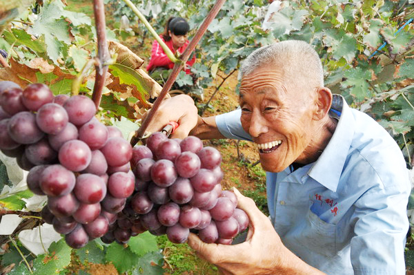 Grape farmers reap benefits