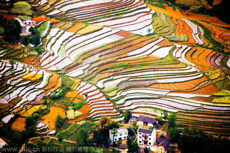 Painting with rice fields