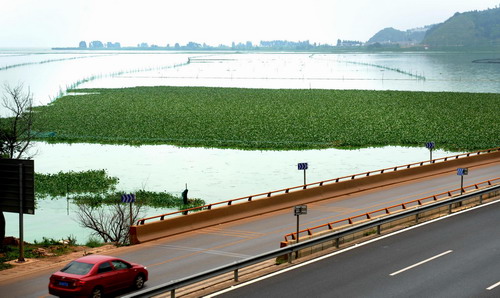 'Lake killer' introduced to heal Dianchi Lake