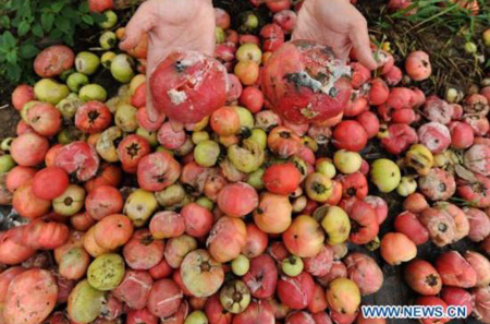 Rotten tomatoes seen in E China