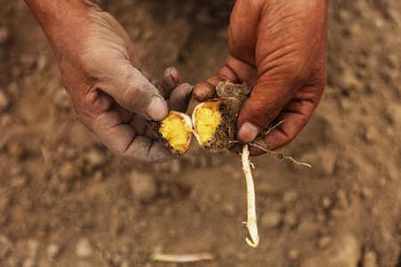 Drought stunts crop growth