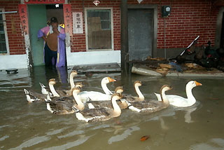 A gaggle of geese swim past a house, along a flooded street in southern Pintung County, after Tropical Storm Bilis brought torrential rains across the island July 14, 2006.