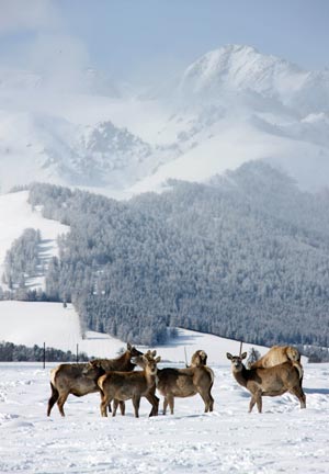 Red deer at foot of Tianshan Mountain, NW China