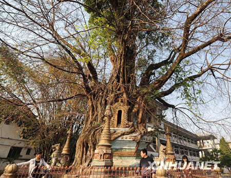 Tree-wrapped pagoda in Yunnan