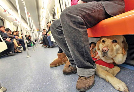 New pet owner rules take effect