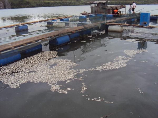 Hordes of dead fish found in C China river