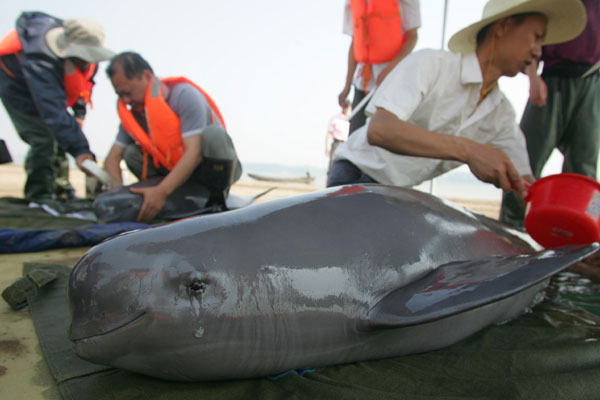 Scientists check a freshwater dolphin in a Yangtze River nature reserve in Shishou, Hubei. The species is at risk of extinction due to deteriorating water quality, illegal fishing and excessive dredging. Gao Baoyan / for China Daily Rough summer for finless porpoise
