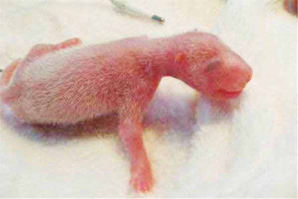 Chengdu solicits colored sketches of panda worldwide