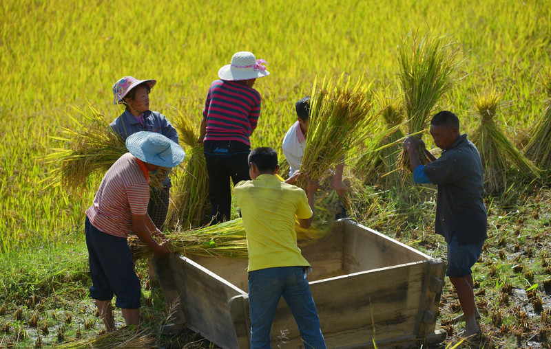 Miao ethnic people welcome the autumn harvest