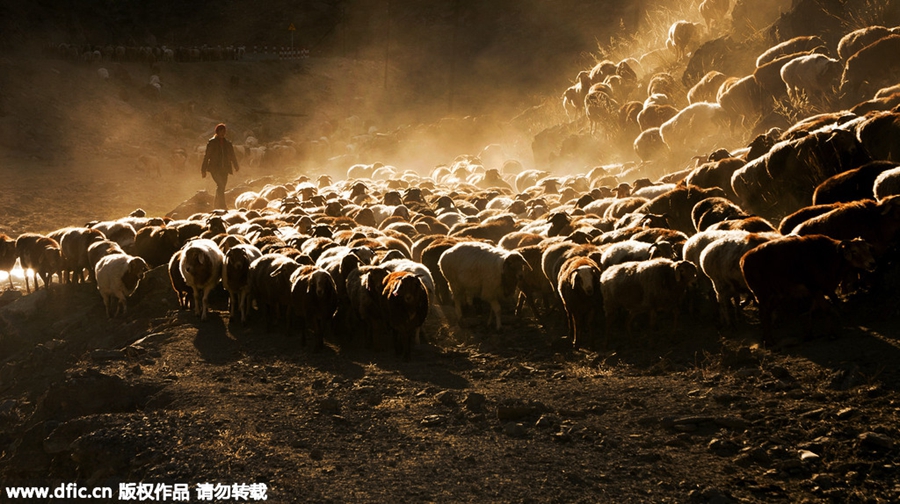 Kazak herdsmen migrate to winter pastures in Xinjiang