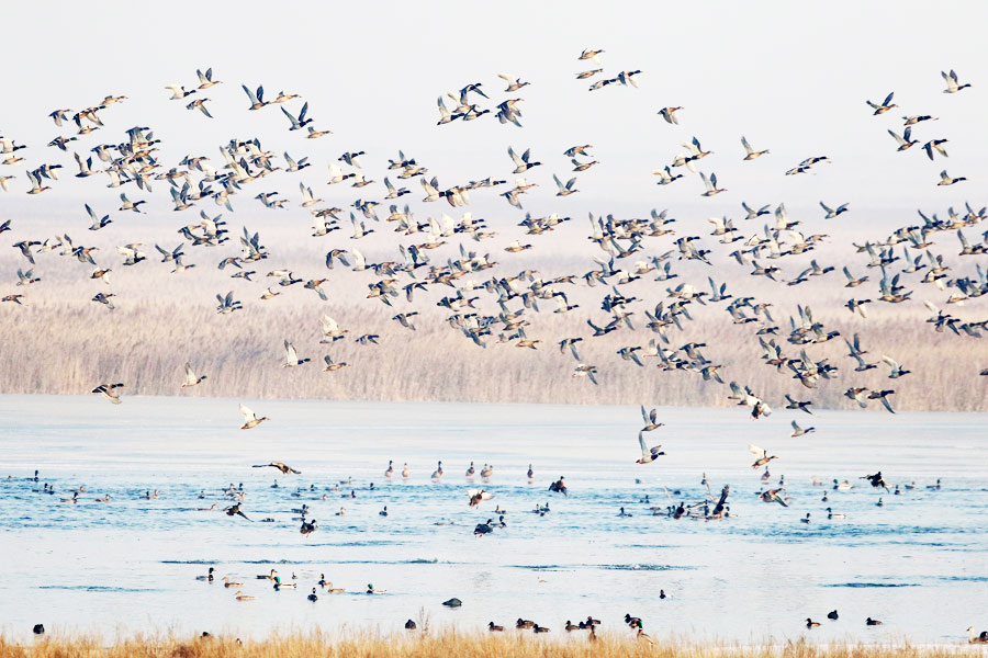 Discover beautiful China in spring blossom (Ⅲ)