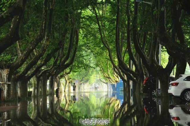 Wonderland appears in campus after rainstorm