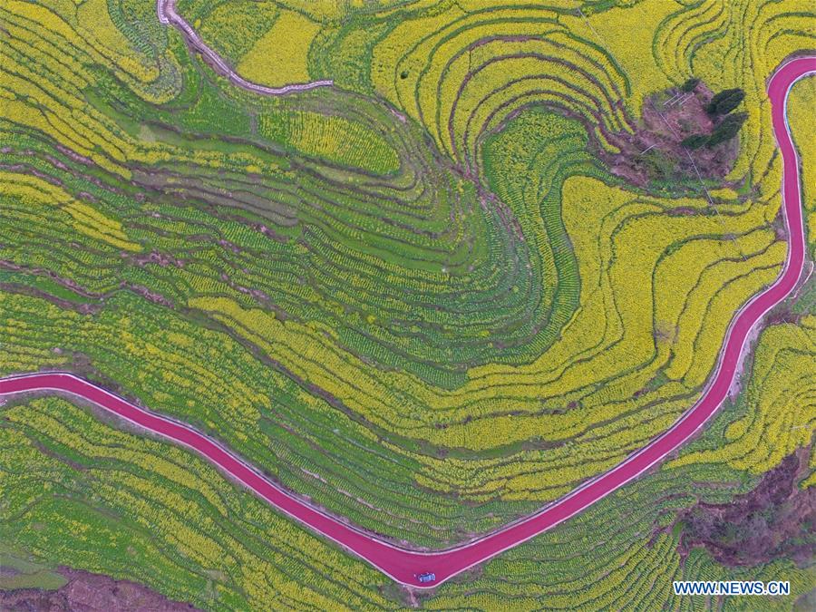 Terraced fields of cole flowers in SW China