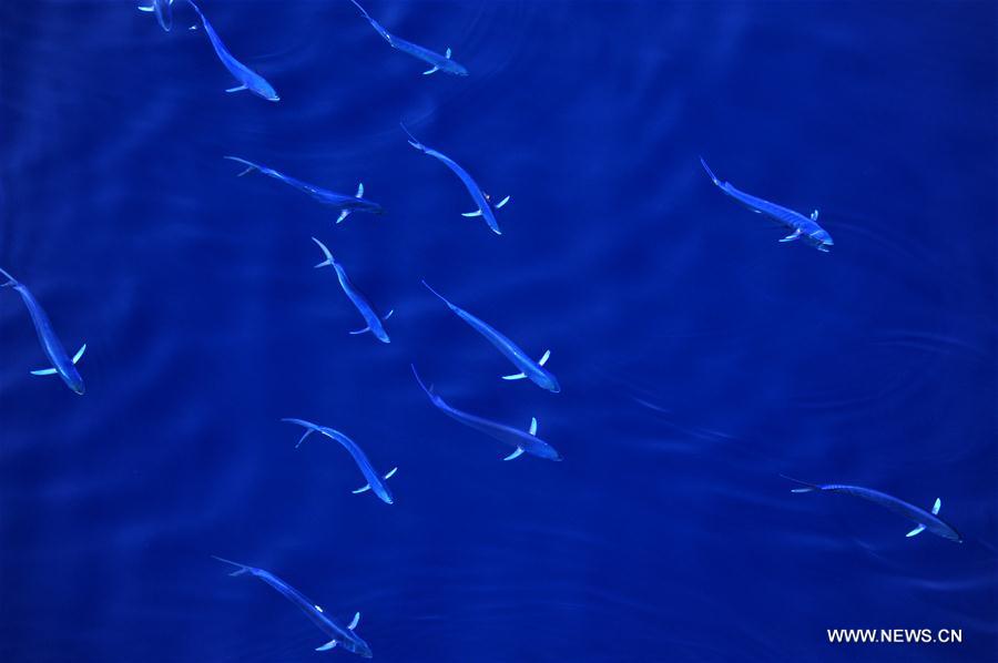 Dolphinfishes photographed in IODP expedition to South China Sea