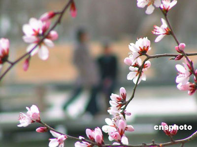 Korla, the City of Charms