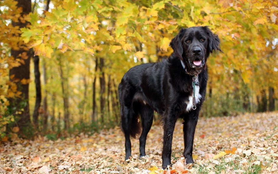 Excellent animal photographic works