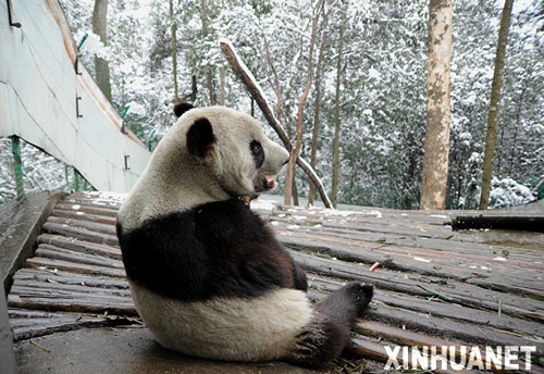 熊貓泰山的隔離檢疫生活