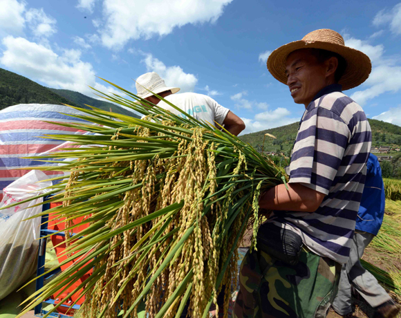 超級稻“楚粳28號”再創畝產956.9公斤的佳績