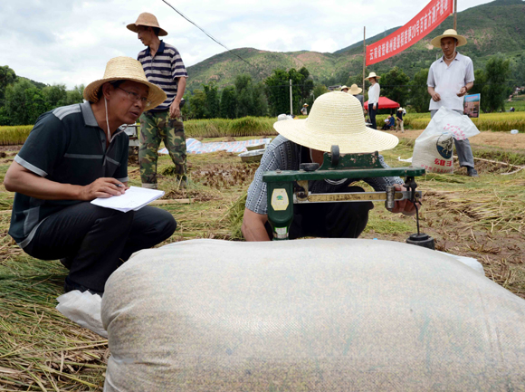 超級稻“楚粳28號”再創畝產956.9公斤的佳績