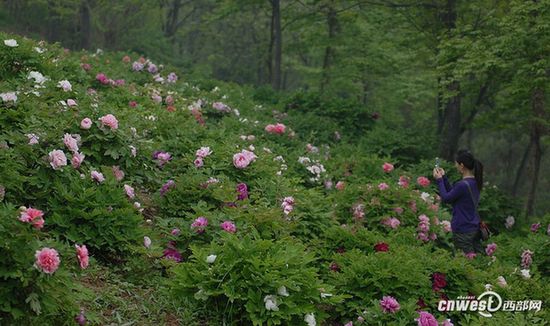 賞花何須到洛陽 阿姑泉邊牡丹香
