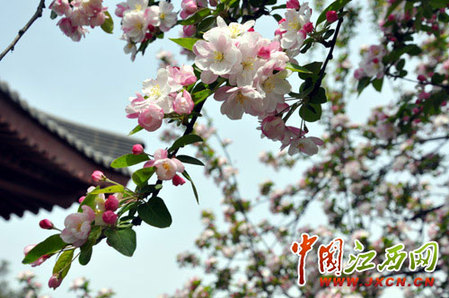 尋秦掠影:近看長安花(組圖)