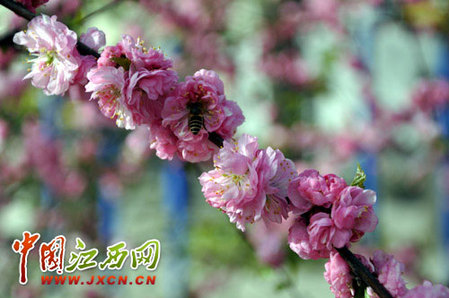 尋秦掠影:近看長安花(組圖)