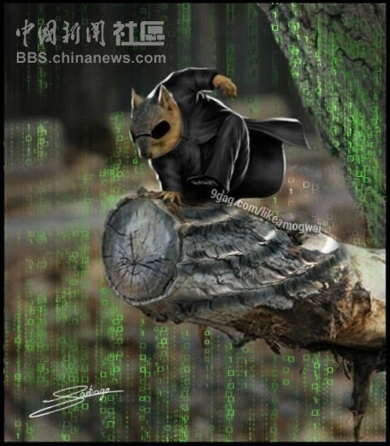 元芳很忙！細數那些一個不小心就火起來的“忙人”