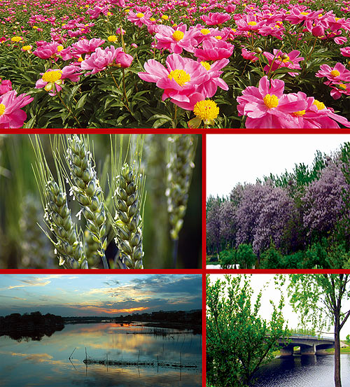 酒中牡丹:古井貢酒