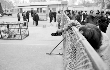 動物園為討地出動猛獸:換數(shù)十只羊接班(組圖)