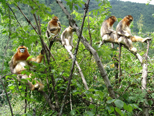 專家建議出臺(tái)靈長類動(dòng)物旅游科學(xué)規(guī)范