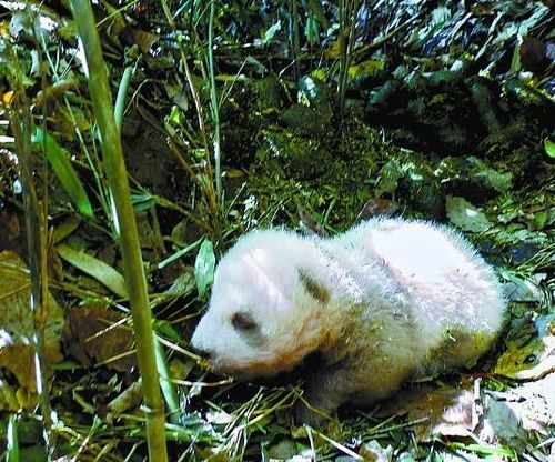 陜西佛坪發現世界上第5只棕色大熊貓(圖)