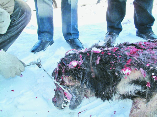 六個月大藏獒“吃掉”主人 被就地“正法”