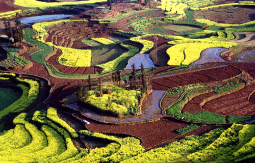 油菜花海：世界最大的自然天成花園