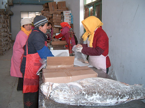 萊州灣海冰逐漸解封