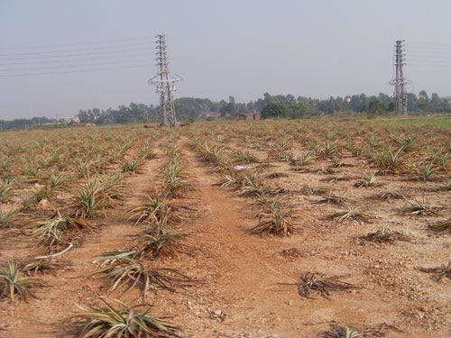中國將以衛(wèi)星圖片對地方官員實施“土地問責(zé)”
