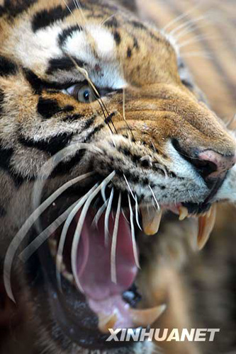 廣州香江野生動物世界百虎山開放迎游客