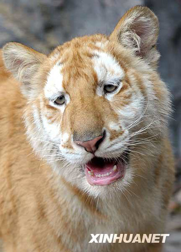 廣州香江野生動物世界百虎山開放迎游客