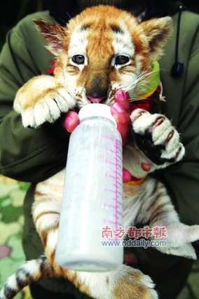 香江野生動物園虎仔賀歲