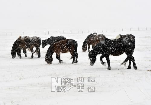 持續(xù)低溫降雪內(nèi)蒙古克什克騰旗再次遭受雪災(zāi)