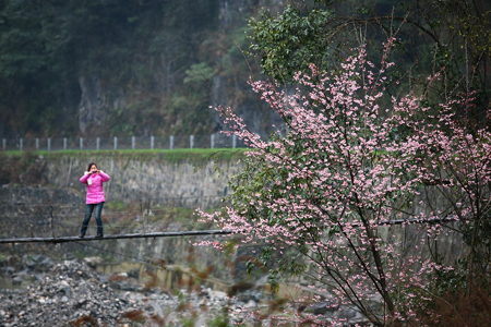 神農架婦女節里喜降桃花雪