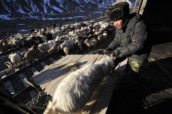 新疆牧民攜數(shù)萬頭牲畜乘坐火車轉(zhuǎn)場(組圖)