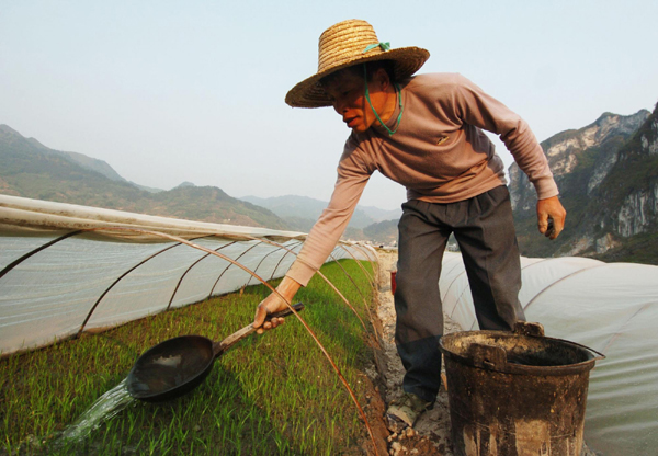 廣西河池旱區群眾旱育秧苗