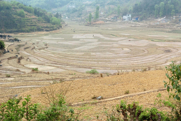 廣西河池旱區群眾旱育秧苗