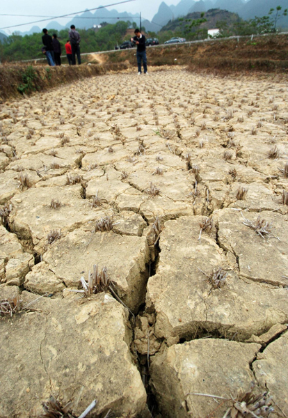 廣西河池旱區群眾旱育秧苗