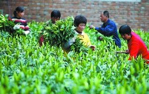 云南產地受災推高京產鮮花行情(圖)