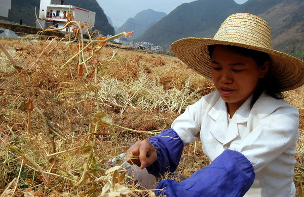 廣西樂業旱情嚴重