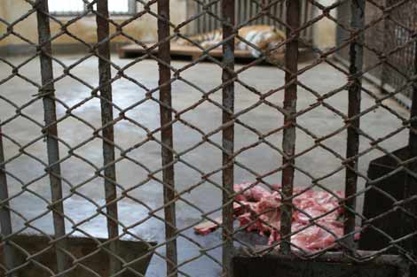 哈爾濱北方森林動物園園長回應動物生存狀況問題