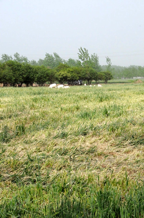 河南南陽發(fā)生“毀麥種樹”事件 上百畝小麥被鏟