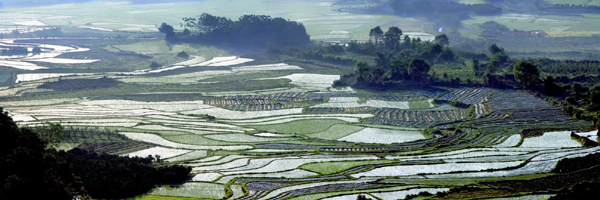 雨季田園如仙境