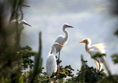 丹江口庫區(qū)成“鷺鳥天堂”